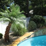 Best Fake Outdoor Palm Trees For Privacy