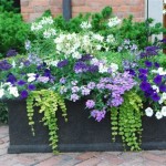 Best Outdoor Potted Plants For Arizona