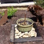Diy Outdoor Dog Water Fountain