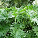 Giant Split Leaf Philodendron Outdoors