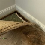 How To Get Rid Of Mold On Indoor Outdoor Carpet