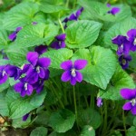How To Grow Violets Outdoors
