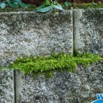 How To Remove Moss From Outdoor Carpet