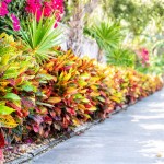 Low Maintenance Outdoor Plants For Florida Full Sun