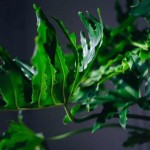 Split Leaf Philodendron Outdoors Pruning