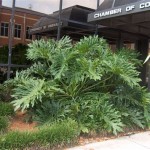 Split Leaf Philodendron Outdoors